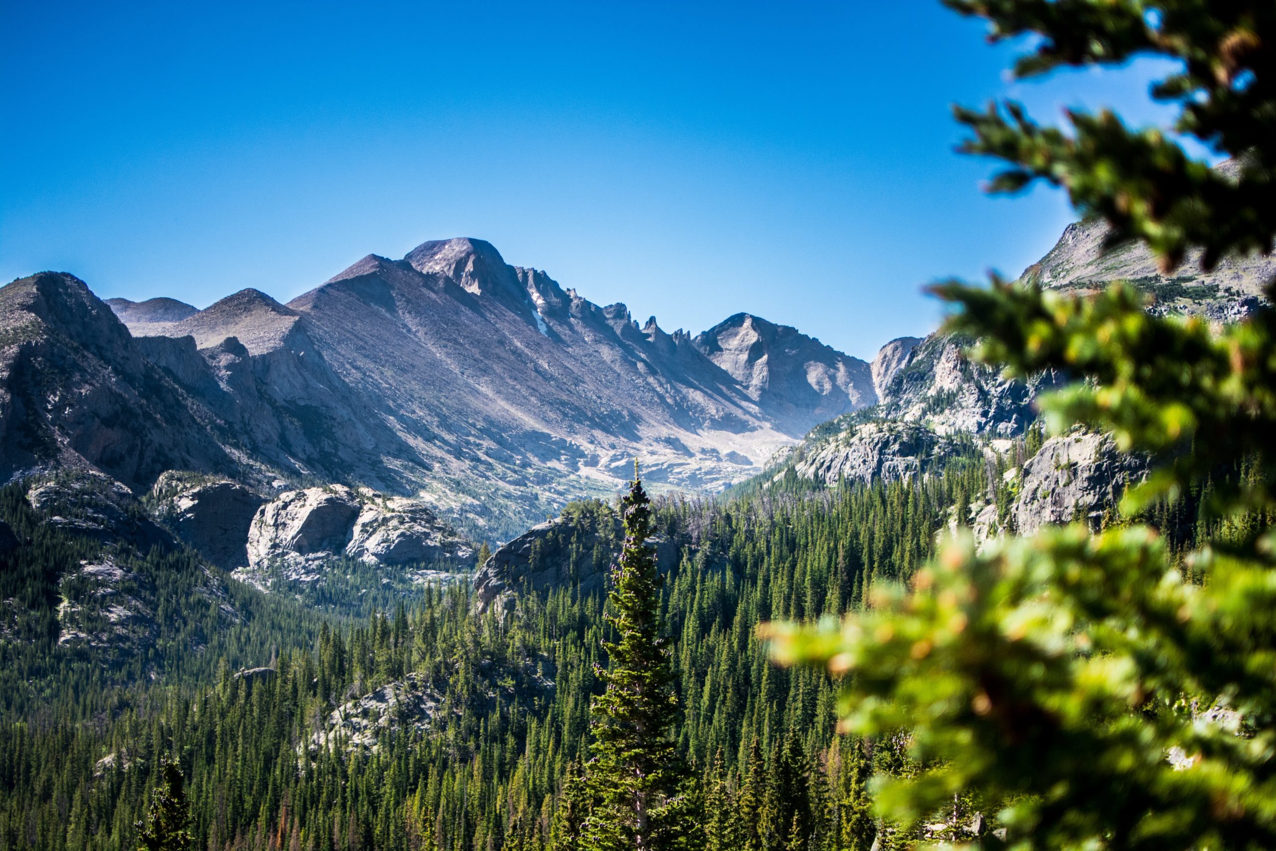 Mountain-side-full-of-trees-scaled-1.jpeg